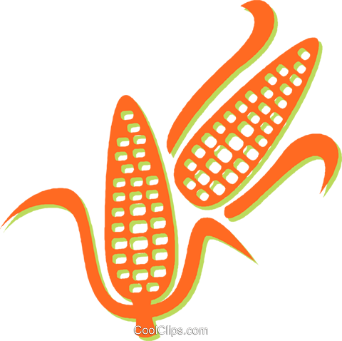 Corn On The Cob Royalty Free Vector Clip Art Illustration - Corn Vector (480x478)