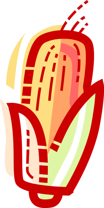 Vector Illustration Of Corn Cob Maize Grain Plant Husk - Vector Illustration Of Corn Cob Maize Grain Plant Husk (350x700)