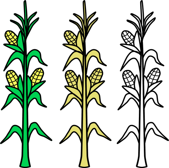 Corn, Field, Vector, Agriculture, Plant, Crop, Farm - Planta De Maiz Para Colorear (550x546)