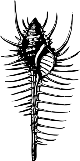 Venus Comb - Venus Comb Shell Illustration (256x515)