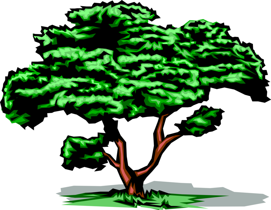 Vector Illustration Of Mature Deciduous Tree With Green - Tree Clip Art Gif (905x700)