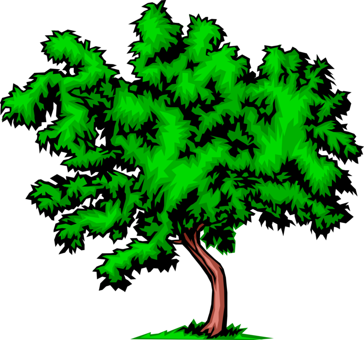 Vector Illustration Of Bushy Deciduous Tree - Things Related To The Environment (749x700)