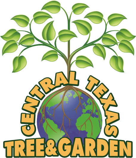 Central Texas Tree And Garden - Globe Tree (457x529)