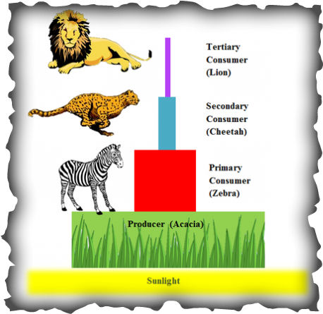 Energy Increase As It Goes Up The Pyramid In The Savanna - Golden Plum (458x445)