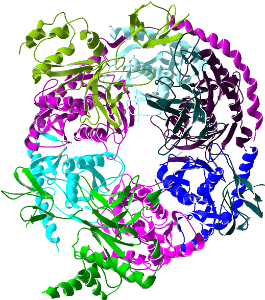 Enzymatic Complexes - Exosome (557x599)