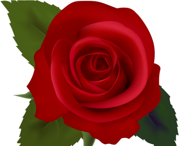 Rose Clipart Simple - Roseclip Art (640x480)