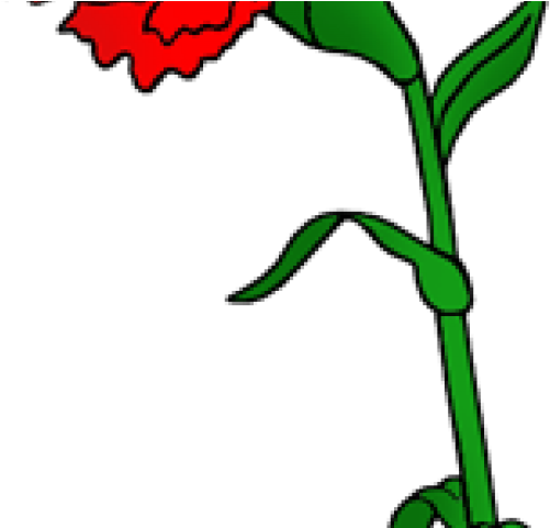 Carnation Clipart Ohio - Carnation Flower Clip Art (640x480)