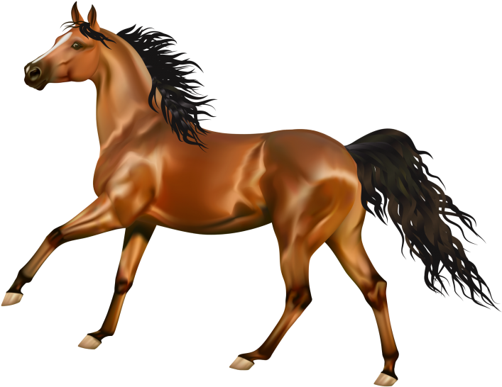 Cavallo Sfondo Bianco (715x715)