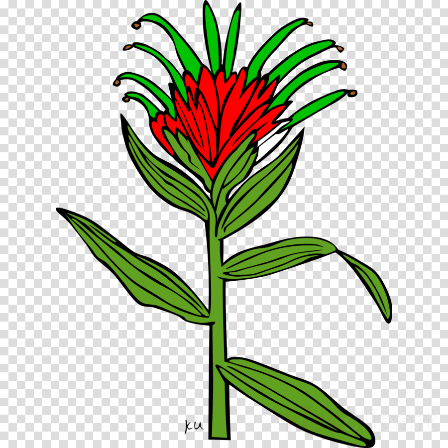 Giant Red Indian Paintbrush Clipart Giant Red Indian - Giant Red Indian Paintbrush Clipart Giant Red Indian (900x900)