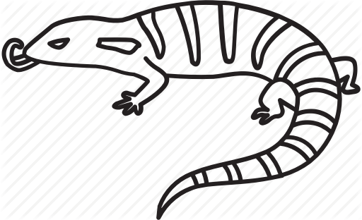 Amphibians Drawing Reptile - Blue Tongue Skink Drawing (512x312)