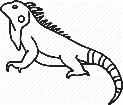 Svg Transparent Library Amphibians Outlines By Jisun - Desenho De Iguana Para Colorir (512x438)