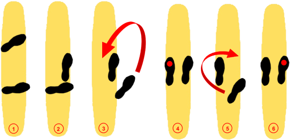 Longboard Dancing Peter Pan - Longboard Dancing Peter Pan (623x305)