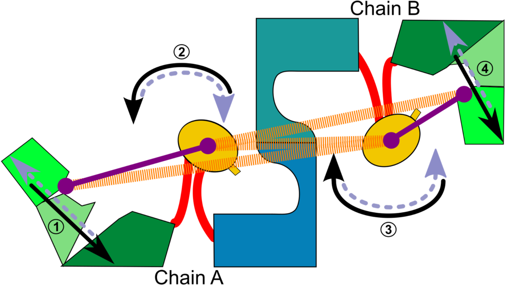 Soluble Proteins - Soluble Proteins (1936x992)