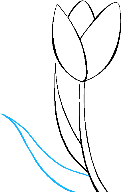 Tulip Flower Drawing - Tulip Line Drawing (680x678)