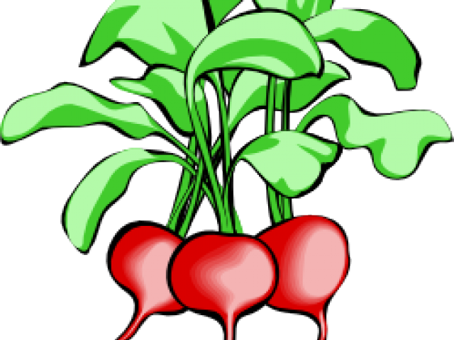 Beetroot Clipart Animated - Vegetable Tops And Bottoms (640x480)