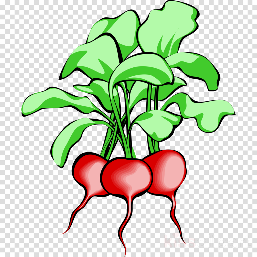 Beets Clipart Beetroot Sugar Beet Clip Art - Beets Clipart (900x900)