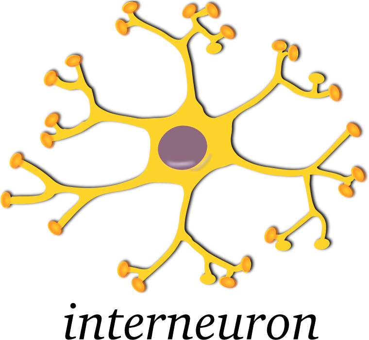 Free Smartphone Azerty Free Battery Free Neuron-interneuron - Brain Neurons Clipart (800x701)