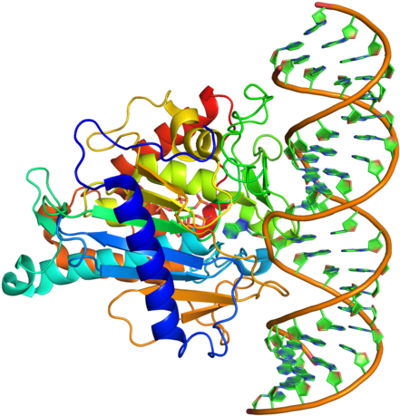 Adar - Adar1 Crystal Structure (500x500)