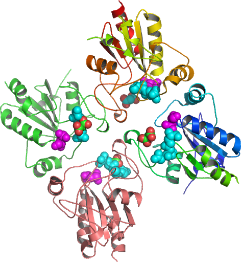 Biological Assembly Gpx 1 Tetrameric Structure With - Biological Assembly Gpx 1 Tetrameric Structure With (472x512)