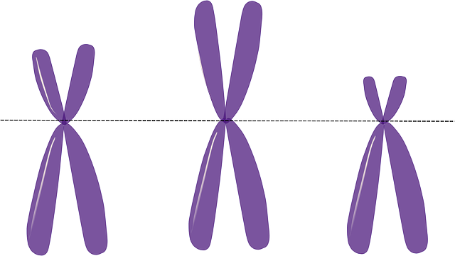X Chromosome Clipart Transparent (640x361)