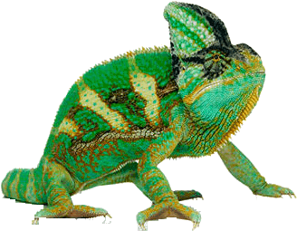 Chameleon Png Transparent Picture - Répteis Png (512x256)