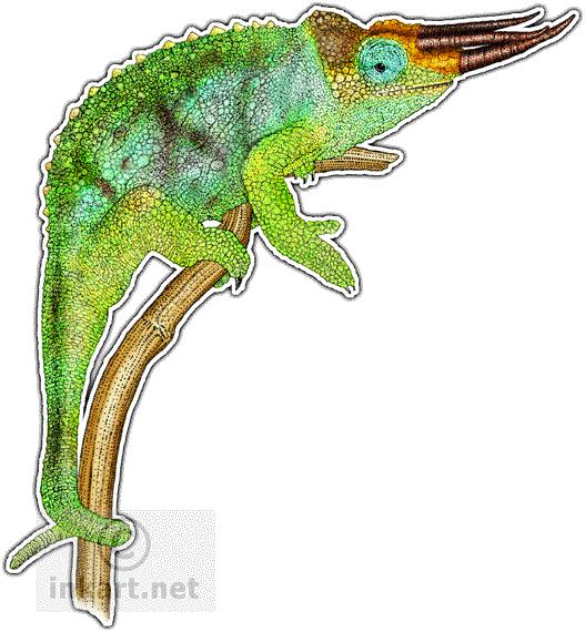 Wildlife Art Chameleons Dragons - Jackson's Chameleon Drawing (527x570)