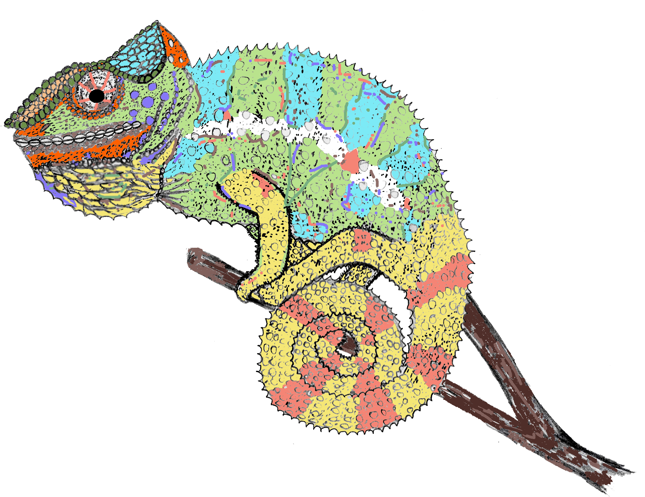Chameleon - Chameleon Drawing.