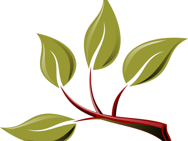 Leaves Clipart Branch - Branch With Leaves Clipart (640x480)