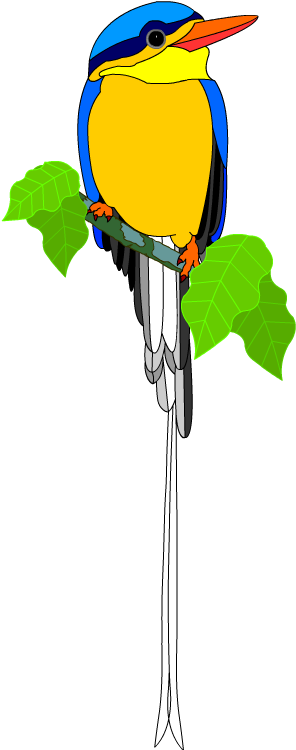 Buff-breasted Kingfisher ~ Far North Queensland, Australia - Buff-breasted Kingfisher ~ Far North Queensland, Australia (335x749)