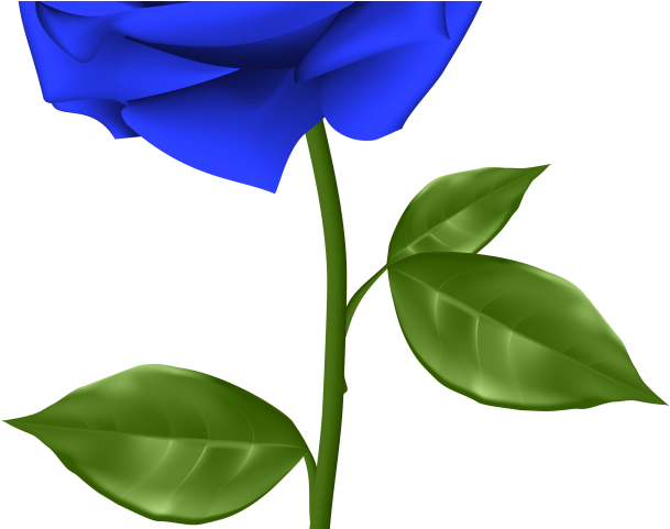 Blue Rose Clipart Red Rose Outline - Transparent Background Rose Png (640x480)
