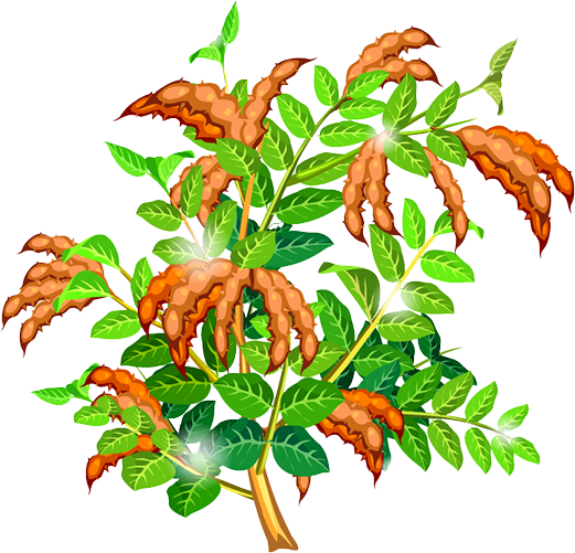 Vector Download Pea At Getdrawings Com Free For Personal - Vector Download Pea At Getdrawings Com Free For Personal (521x501)