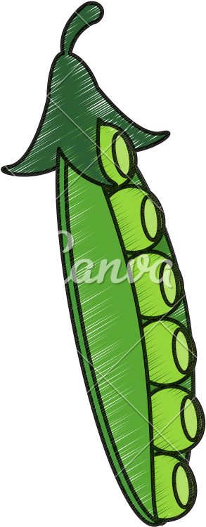 Drawing Of Peapod - Snap Pea (800x800)