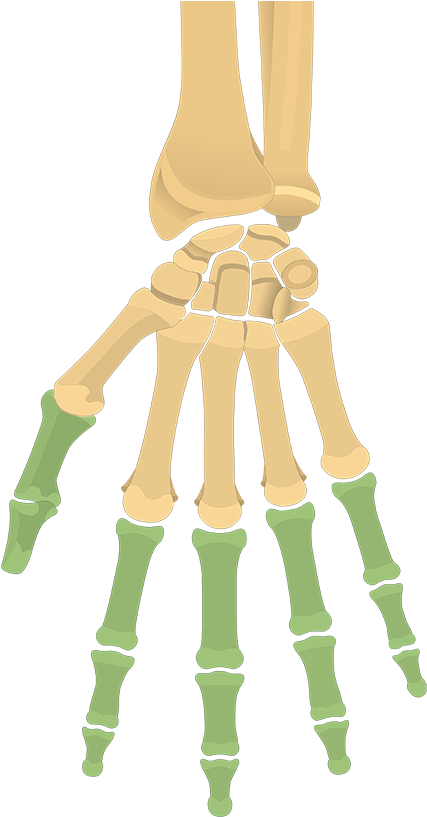 Anterior View Of The Hand With The Phalanx Highlighted - Hand And Wrist Bones Unlabeled (1200x831)