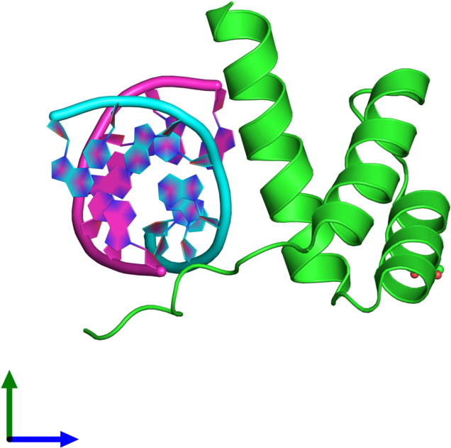 Pdb 3cmy Coloured By Chain And Viewed From The Front - Pax 1 Protein Structure (800x800)