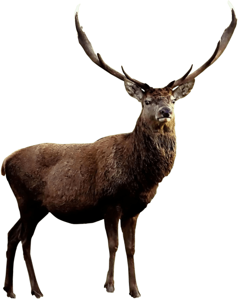 Free Woodland Animal Clip Art Moose - Qué Es Un Ciervo (1000x1000)