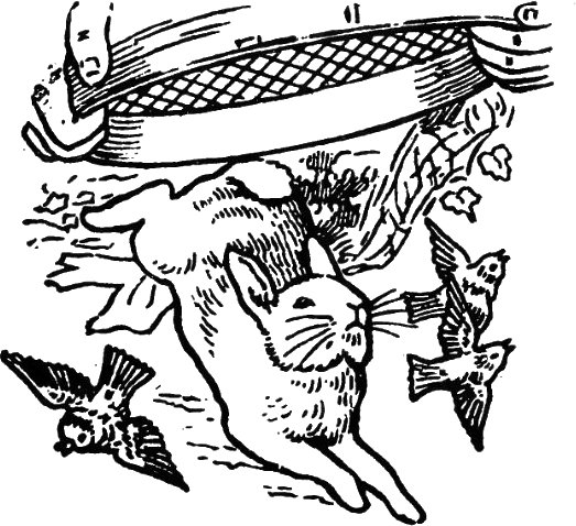 Peter Rabbit Albert 35 - Line Art (523x478)