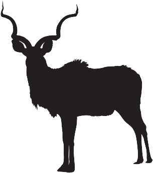 Kudu Gallery Kudu Images In Their Natural Habitat In - Silhouette Of White Tailed Deer (350x350)