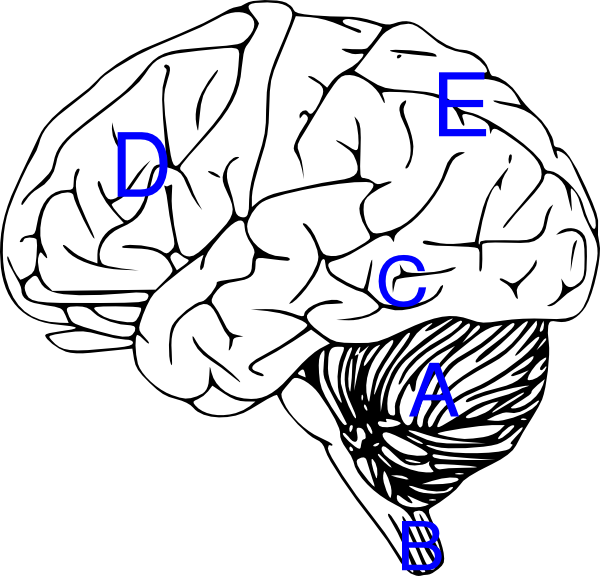 Brain With Labels Clip Art - Brain Stem Clip Art (600x576)