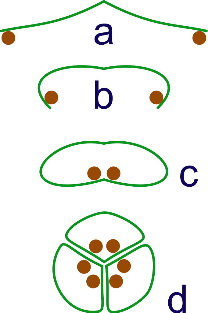 Clipart Info - Apocarp Syncarp (682x1023)