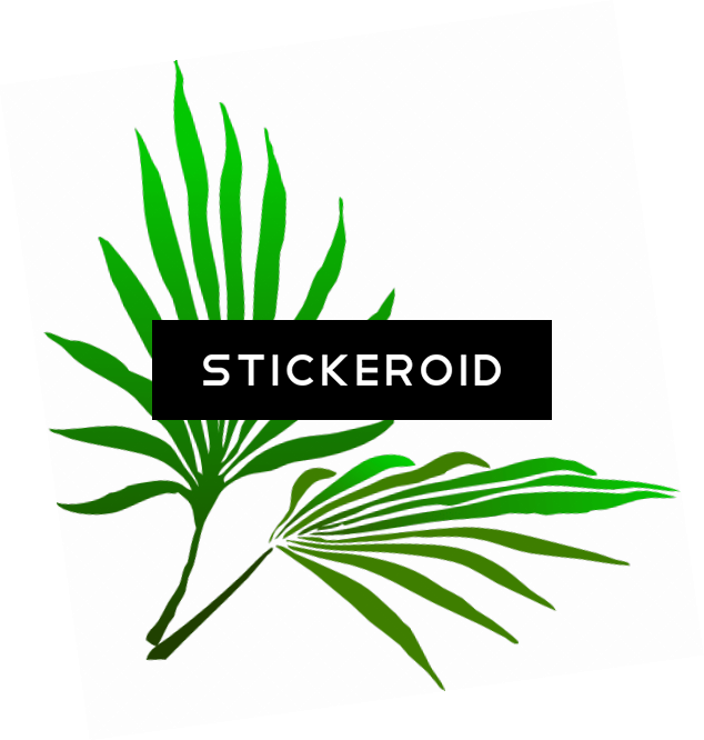 Sukkot Palm Branch - Palm Frond Clip Art (634x666)
