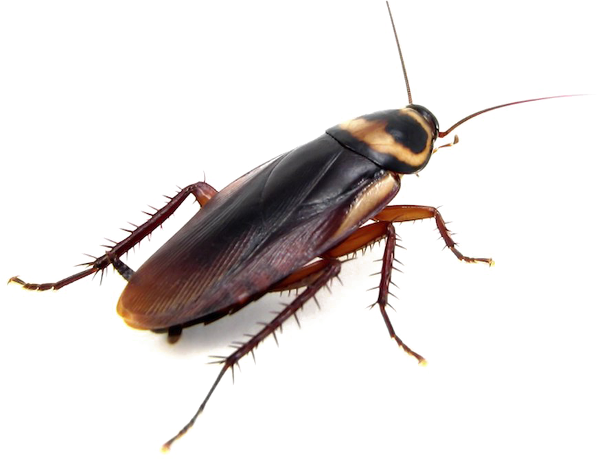Png Images Transparent Free Transparent Background - Brown Banded Cockroach Roaches (1280x668)