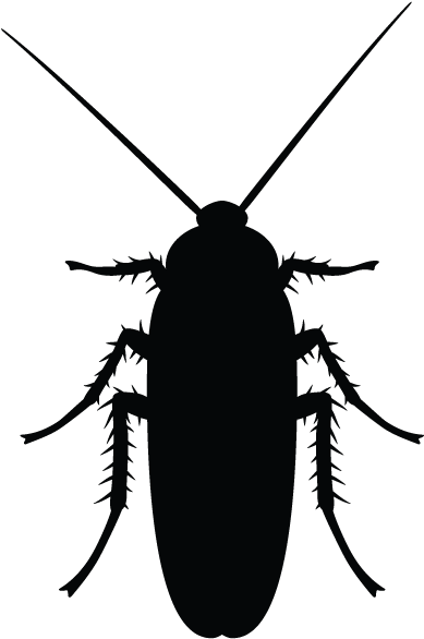 Clip Art Images - Cockroach Png Black And White (600x600)