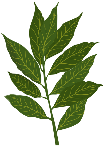 Clip Art Royalty Free Cinnamon Illustration Transparent - Bay Leaves (512x512)