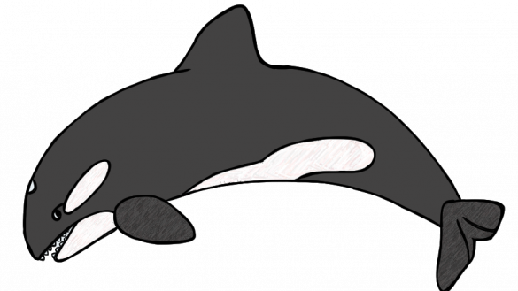 Orca Clipart Orcas Clip Art Panda Free Images - Killer Whales Clip Art (585x329)