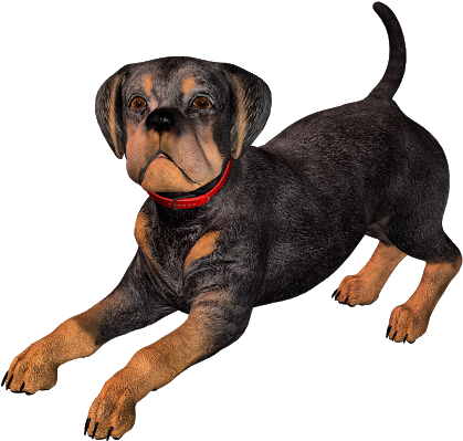 Free Rottweiler Clip Art - German Pinscher (620x438)