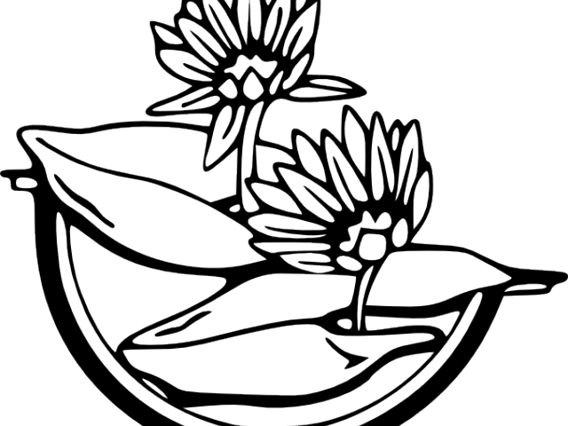 Water Lily Clipart Diagram - Water Lily Clip Art (640x480)