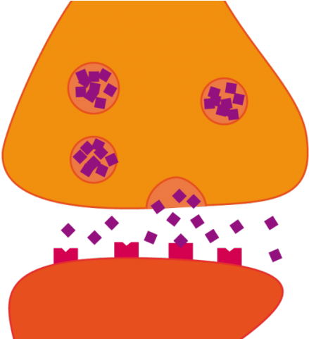 Synapse Clipart Blank Diagram - Neurotransmitter Clipart (640x480)