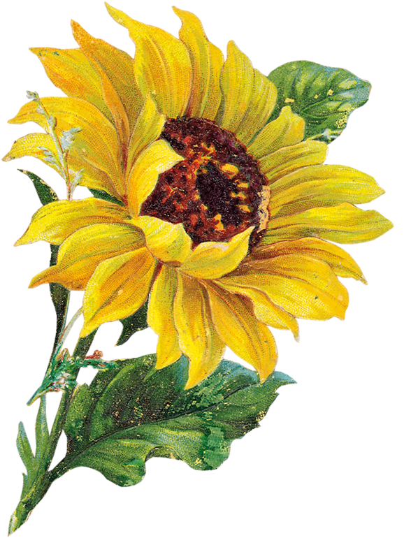 Sunflower Clip Art Borders - Vintage Sunflower Clipart (590x800)