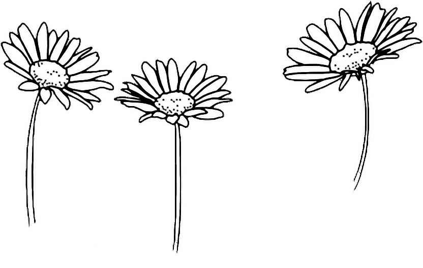 Amazing Outline Castrophotos Drawing Sunflowers Flower - Black And White Doodles Flowers (832x528)