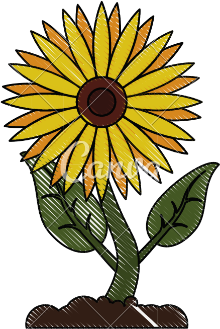 Beautiful Sunflower Isolated - Illustration (800x800)